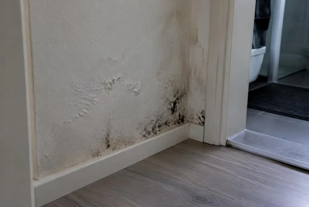 Lekdetectie Den Helder – vochtplek met schimmel op een muur